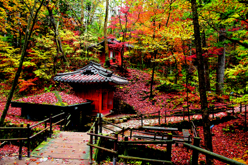 낙엽 가득한 밀브릿지 가을 풍경. 평창군 제공